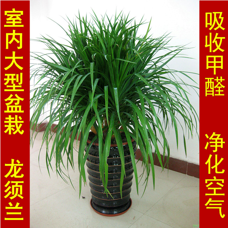 龙须树多头龙血铁树室内室内盆栽盆景1.2米 专车配送