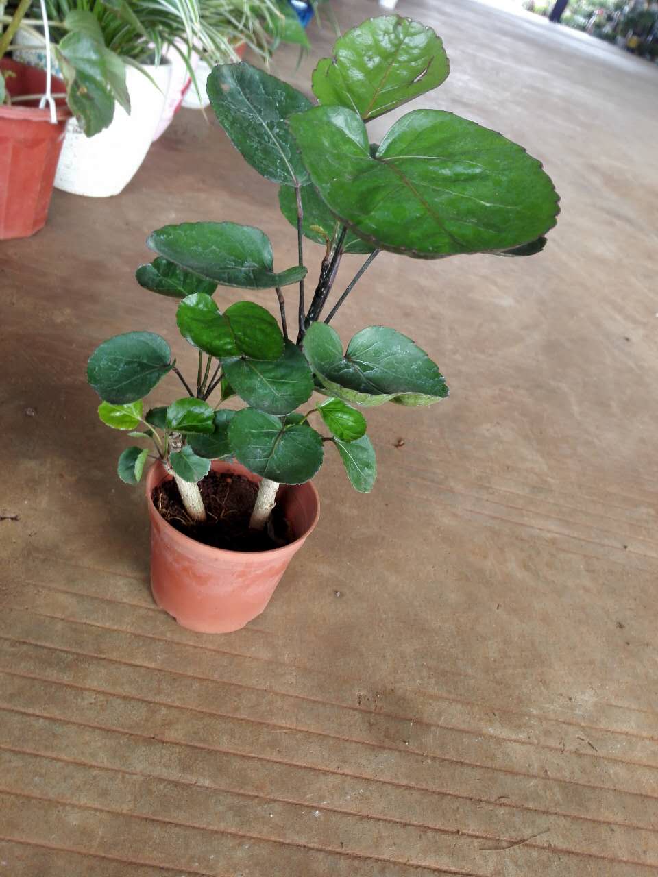 【植物功效】净化空气 除甲醛 去除烟味 招财类植物 【养护要点】放在